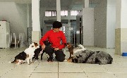 Adestramento e Educação Canina- Hospedagem