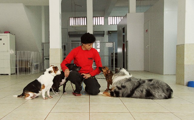 Foto 1 - Adestramento e Educação Canina- Hospedagem